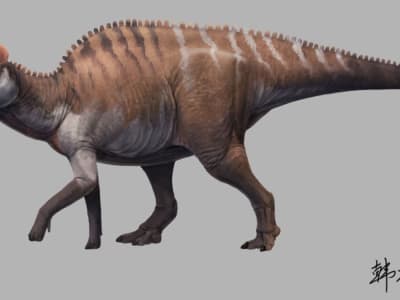 Penemuan Langka Fosil Dinosaurus Bebek 70 Juta Tahun di Tiongkok Selatan