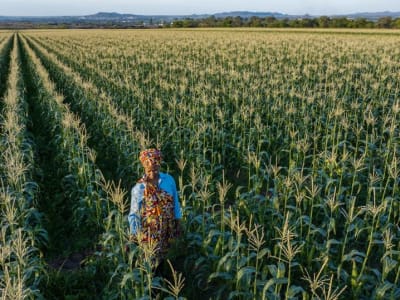 Bagaimana AI Membantu Petani Afrika Mengatasi Tantangan Pertanian dan Pangan