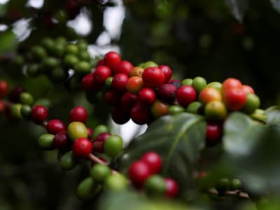 Harga Kopi Arabika Cetak Rekor, Pasokan Terbatas Picu Kekhawatiran Pasar