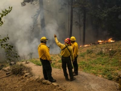 Inovasi Biomas Terkubur Mempercepat Reforestasi Setelah Kebakaran Hutan