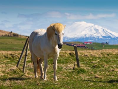 Adobe Firefly Video Model Beta: Alat AI Profesional untuk Video Berkualitas Produksi