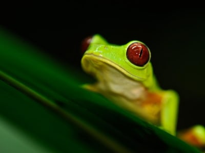 Penurunan Katak Picu Lonjakan Malaria di Amerika Tengah, Ancaman Global