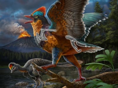 Penemuan Baminornis Ubah Pandangan Tentang Evolusi Burung Jurassic