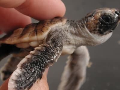 Bagaimana Penyu Tempayan Menggunakan Medan Magnet Sebagai GPS Rahasia Laut