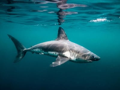Membajak Lautan dengan Hiu: Cara Baru Memantau Perubahan Iklim di Teluk Alaska