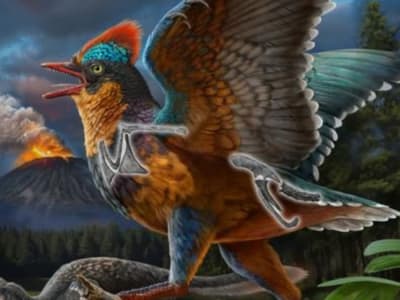Fosil Burung Jurassic Baru Ungkap Evolusi Burung Lebih Awal dari Dugaan