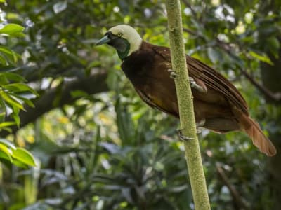 Rahasia Biofluoresensi Burung Cenderawasih dalam Menarik Pasangan dan Hierarki Sosial