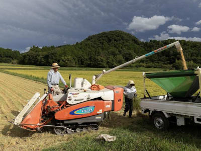 Harga Beras Melonjak, Jepang Jual Cadangan Darurat 210.000 Ton