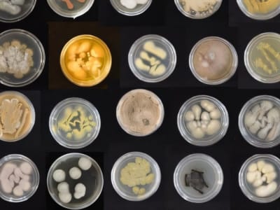 Jamur Laut Hawaii: Solusi Baru Mengurai Plastik di Lautan