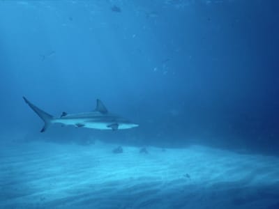 Penurunan Drastis Gigitan Hiu 2024 dan Dampaknya pada Keselamatan Laut