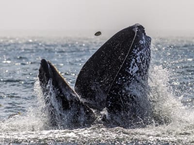 Kisah Seru Remaja Hampir Ditelan Paus Bungkuk Saat Kayak di Chile