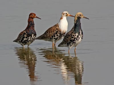 Satu Gen Tentukan Perilaku dan Penampilan Jantan Berbeda Pada Burung Ruffs