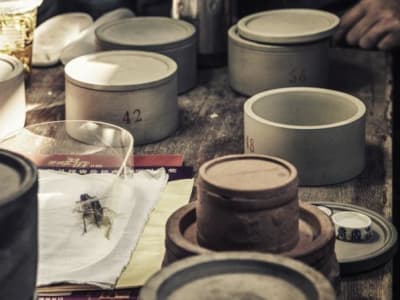 Keunikan dan Ilmu di Balik Tradisi Adu Jangkrik di Cina