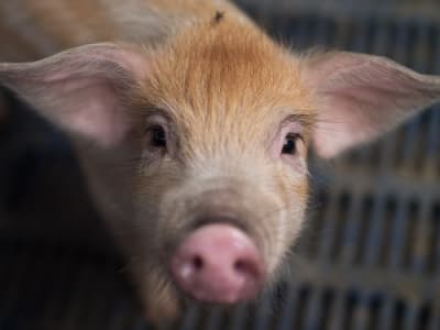 Kecerdasan Buatan Membantu Mengenali Rasa Sakit dan Emosi Hewan Lewat Wajah