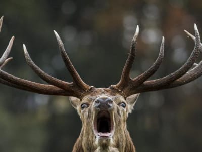 Mengenal Penyakit Mematikan 'Zombie Deer': Penyebaran dan Bahayanya