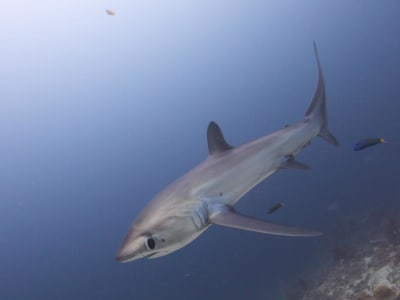 Strategi Alternatif Penghidupan untuk Selamatkan Hiu Pelagic Thresher di Indonesia