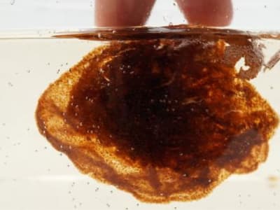 Hidrogel Malva Nuts: Solusi Medis Murah dari Limbah Tradisional yang Menginspirasi