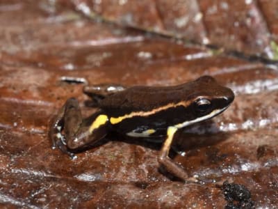 Penemuan Katak Racun Baru yang Menunjukkan Evolusi Warna Peringatan Cerah