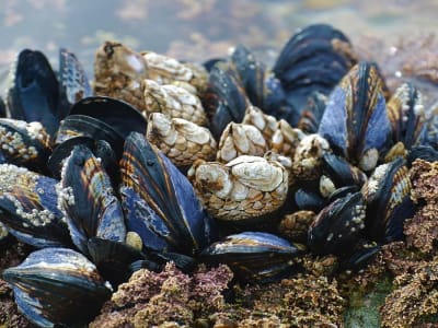 MIT Kembangkan Lem Hidrogel yang Perekat dan Lindungi Tubuh dari Bakteri