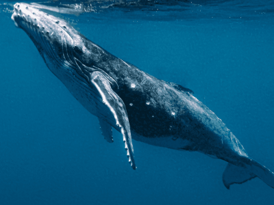 Paus Bungkuk Hampir Menelan Kayaker di Chile, Tapi Lepaskan Tanpa Cedera