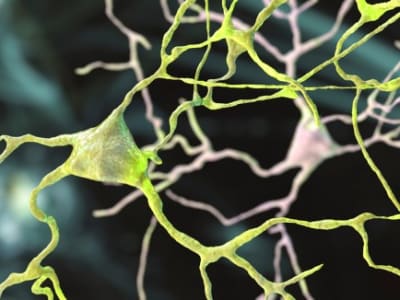 Bagaimana Stres Kronis Mengubah Otak jadi Kebiasaan Otomatis