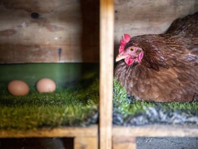 Kesalahan PHK Pegawai USDA Ganggu Penanganan Wabah Flu Burung di AS