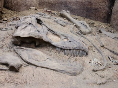 Fosil Predator Kuno Ungkap Ekosistem Unik Australia Zaman Dinosaurus