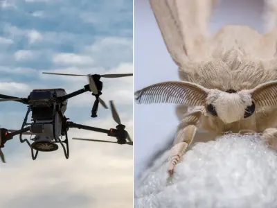 Drone Bio-Hibrida Integrasi Antena Ngengat untuk Navigasi dan Pelacakan Bau