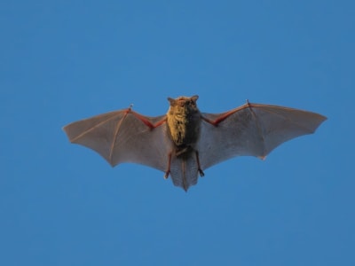 Penemuan Virus Kelelawar Baru Risiko Penularan ke Manusia Sama seperti Covid-19