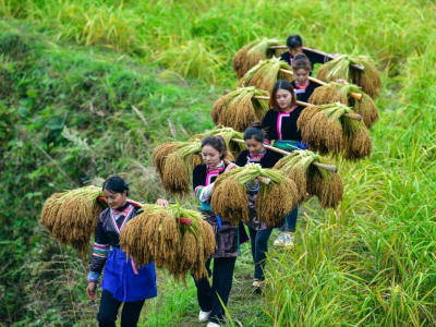 Ilmuwan Ciptakan Beras dan Gandum yang Hasilkan Antioksidan CoQ10 untuk Jantung
