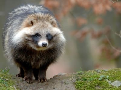 Jejak Raccoon Dog: Siapakah Hewan Asal Virus COVID-19 dari Pasar Wuhan?