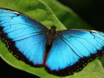 Sayap Kupu-Kupu Morpho Bantu Diagnosa Kanker Lebih Cepat tanpa Pewarnaan