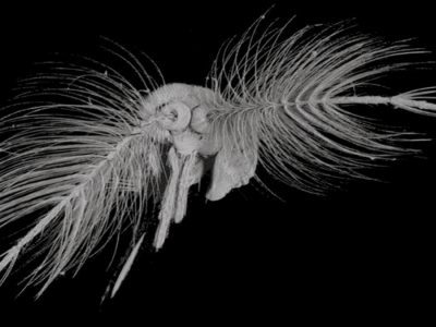 Antena Nyamuk: Kunci Inovasi Sensor Deteksi Bencana Alam Masa Depan