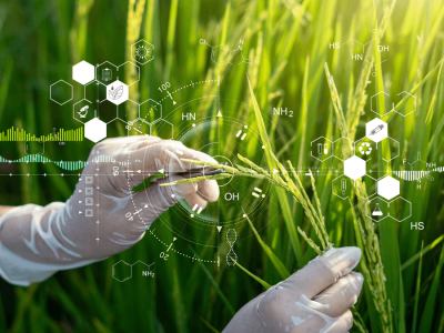 Inovasi Beras Genetik Tinggi CoQ10 untuk Jantung Sehat dan Nutrisi Lebih Baik