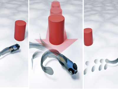 Larva Ikan Zebra Belajar Mengenali Predator Hanya dalam Satu Menit