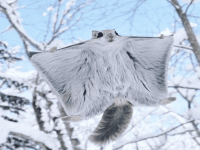 Penemuan Tupai Terbang Raksasa di Appalachia Ungkap Migrasi Fauna Prasejarah