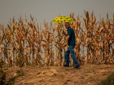 Risiko Hilangnya 35% Lahan Pertanian China Meski Target Iklim Terpenuhi