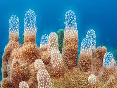 Model Matematis Baru Memetakan Rahasia Pertumbuhan Bentuk Karang