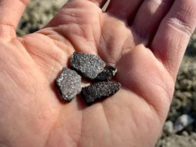 Penemuan Fragmen Telur Fosil Ungkap Keanekaragaman Dinosaurus di Utah