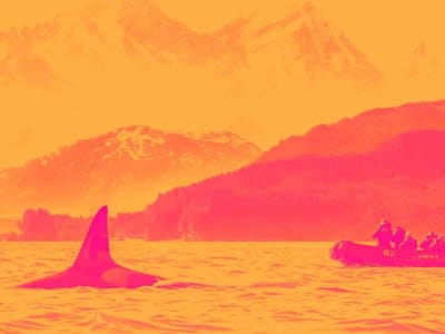 Lindblad Expeditions Tumbuh Pesat tapi Masih Alami Kerugian, Apakah Saatnya Membeli?