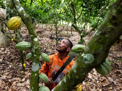 Bisnis Cokelat Keluarga di Eropa Terancam Oleh Krisis Pasokan Kakao