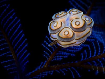 Perkembangan Kecerdasan Buatan dan Dampaknya pada Kehidupan Sehari-hari