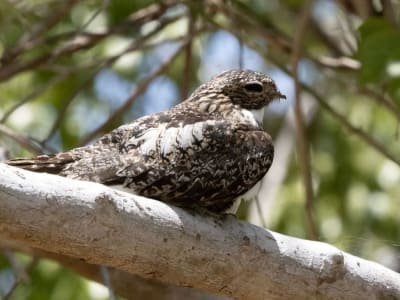 Mikroplastik Mengancam Paru-Paru Burung Liar di Lingkungan Urban China
