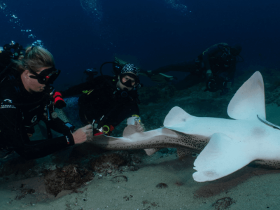 Metode ‘Tonic Immobility’ untuk Selamatkan Hiu Macan Tutul yang Terancam Punah