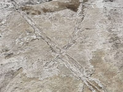 Jejak Tiang Kayu 23.000 Tahun Ungkap Cara Pionir Amerika Pindah Barang