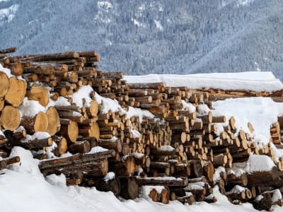 Trump Perintahkan Investigasi Impor Kayu, Siapkan Tarif 25% Untuk Lindungi Industri AS