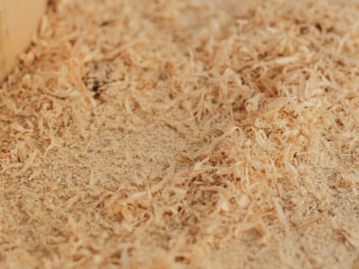 Kapasitor Lithium-Ion Hybrid dari Limbah Pinus Radiata: Solusi Penyimpanan Energi Ramah Lingkungan