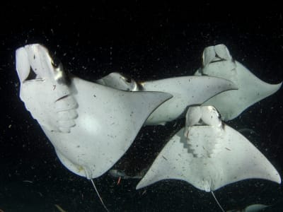 Upaya Mendesak Melindungi Mobula yang Terancam Punah di Teluk California