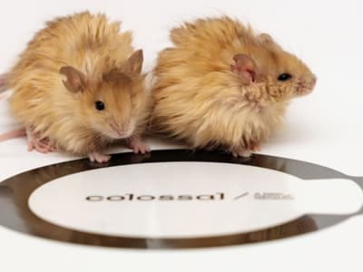 Tikus Berbulu Mamut: Langkah Terobosan Menuju Kebangkitan Mamut Berbulu