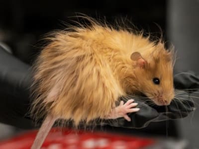 Tikus Berbulu Jadi Langkah Awal Misi Menghidupkan Mammoth Kembali